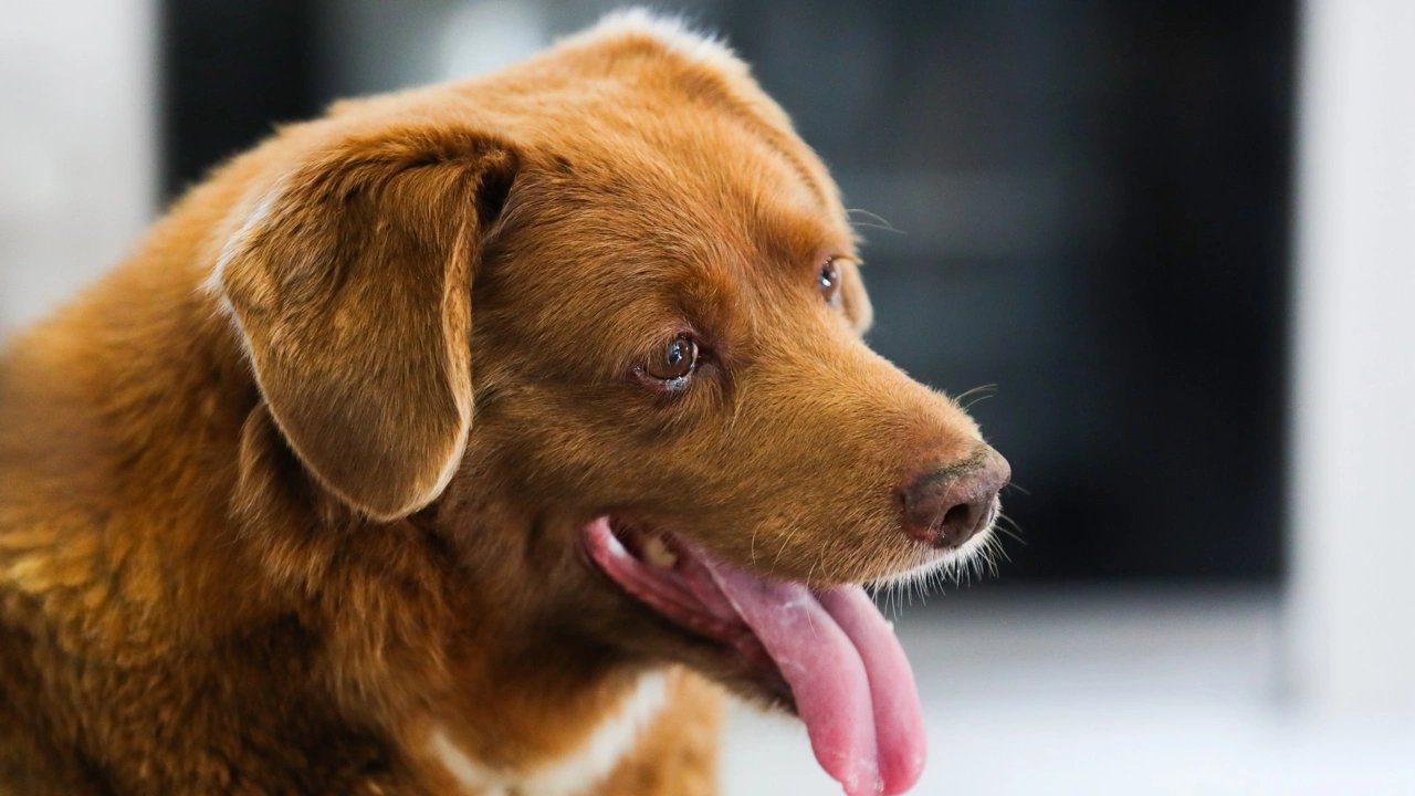 31 yaşındaki Bobi hayatını kaybetti. Dünyanın en yaşlı köpeğiydi...