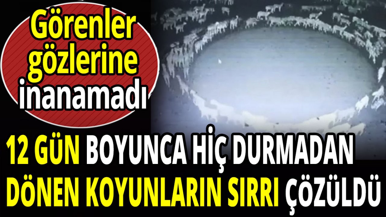 12 Gün Süren Gizemli Koyun Dönüşlerinin Ardındaki Sır Çözüldü