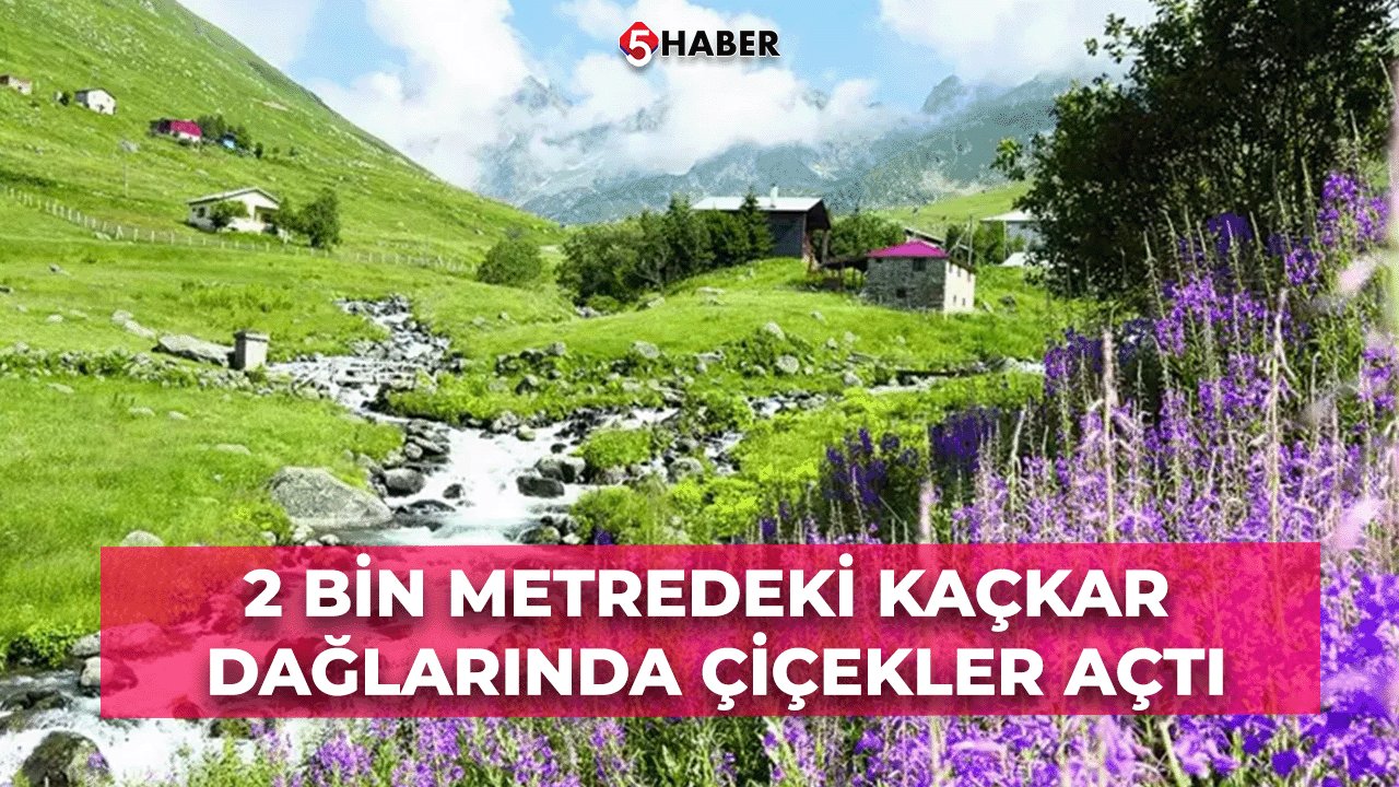 2 Bin Metredeki Kaçkar Dağlarında Çiçekler Açtı