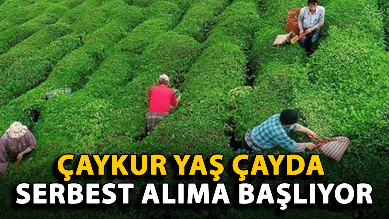 ÇAYKUR Serbest Alıma Geçiyor: Yaş Çayda Yeni Dönem Başlıyor