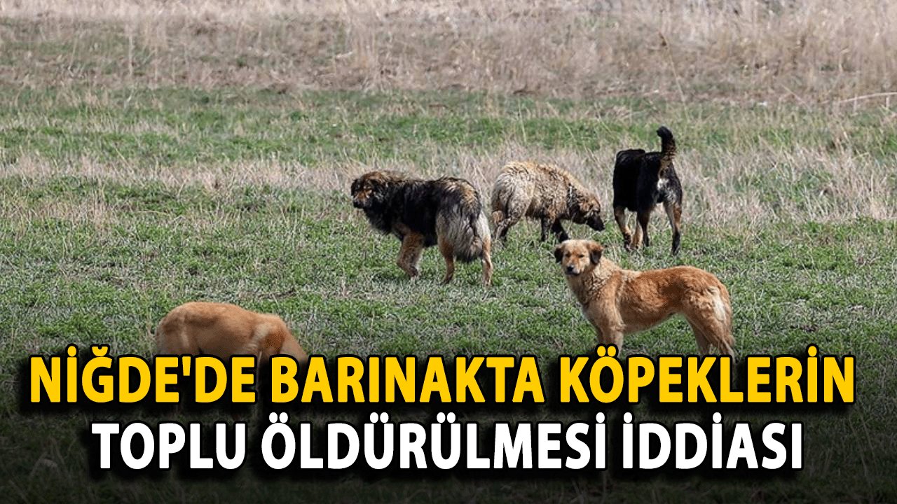 Niğde'de Barınakta Köpeklerin Toplu Öldürülmesi İddiası